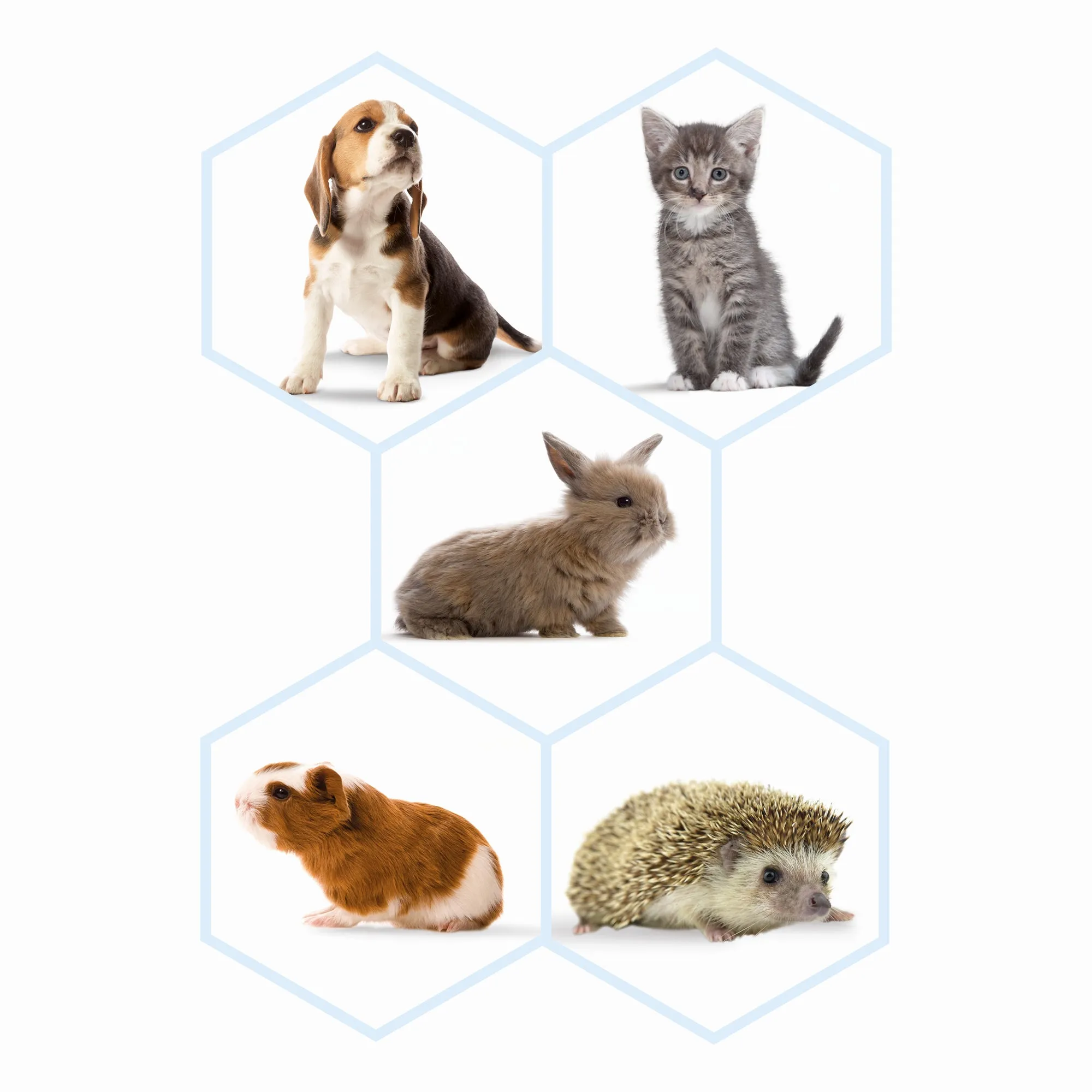 Beaphar | Puppy Care | Lactol Feeding Syringes
