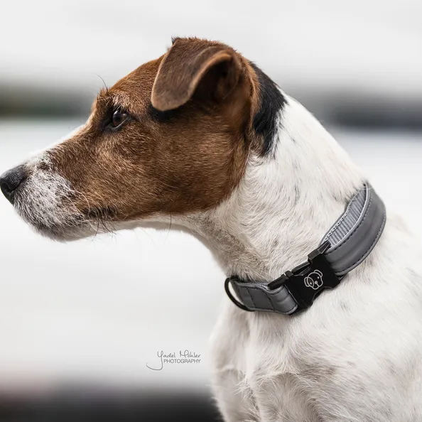 Dog Collar Reflective
