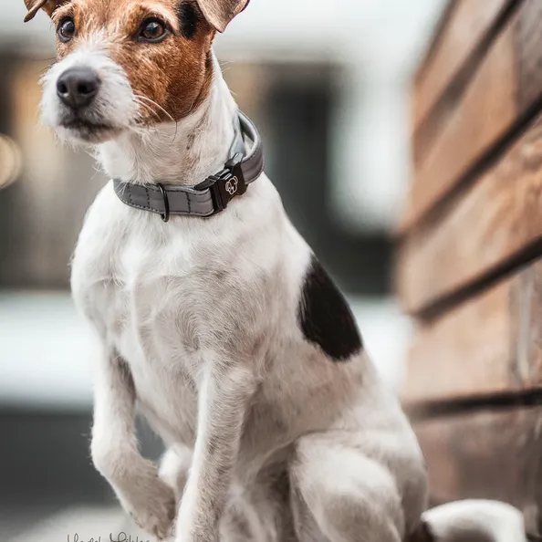 Dog Collar Reflective