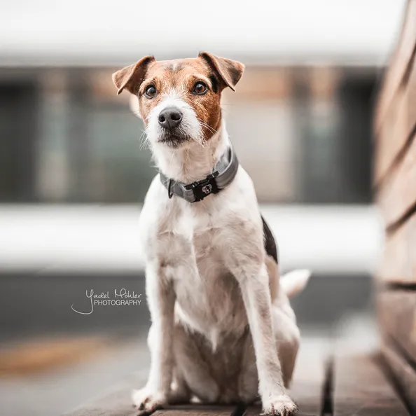 Dog Collar Reflective