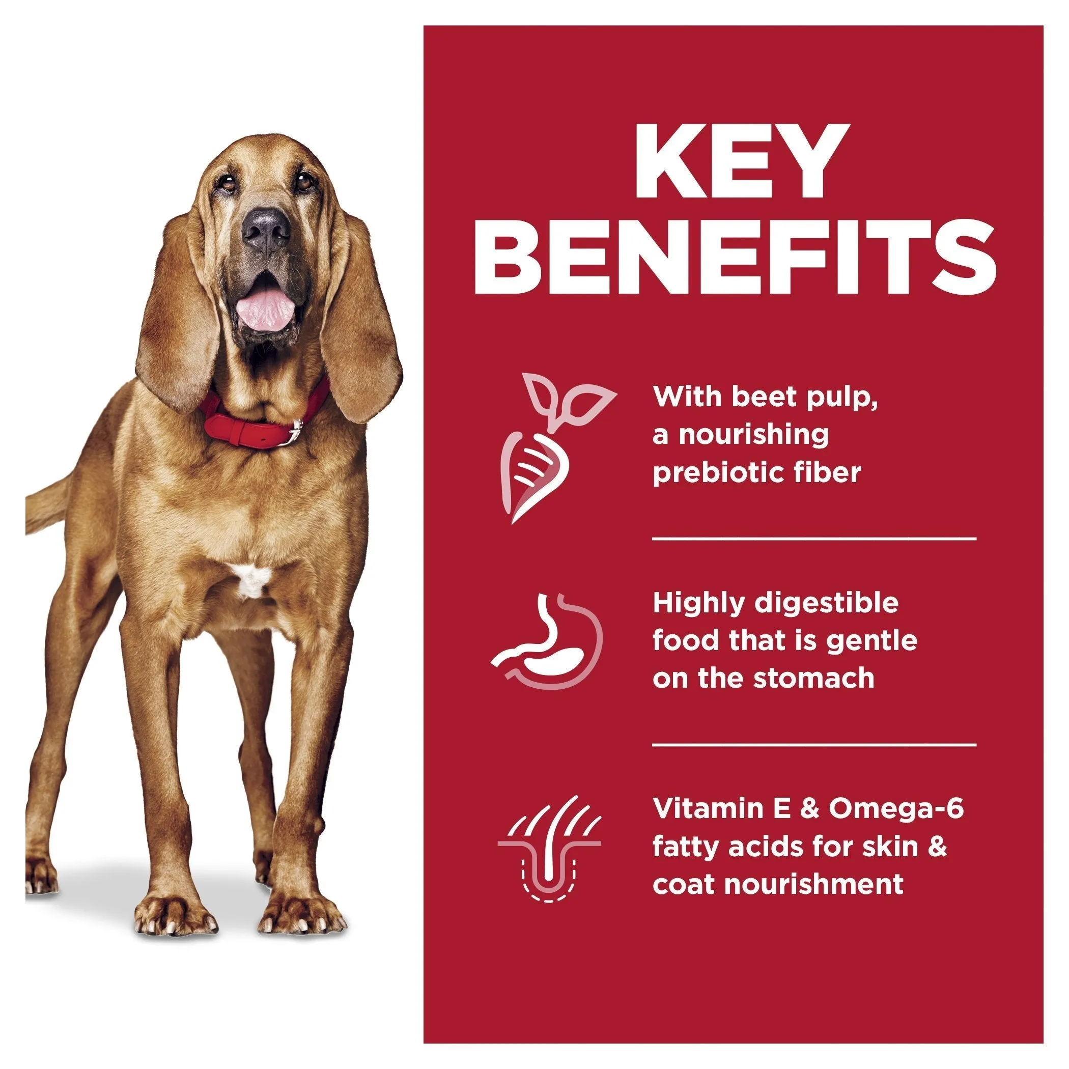 Hills Science Diet Sensitive Stomach and Skin Large Breed Chicken Dry Dog Food 13.6kg^^^