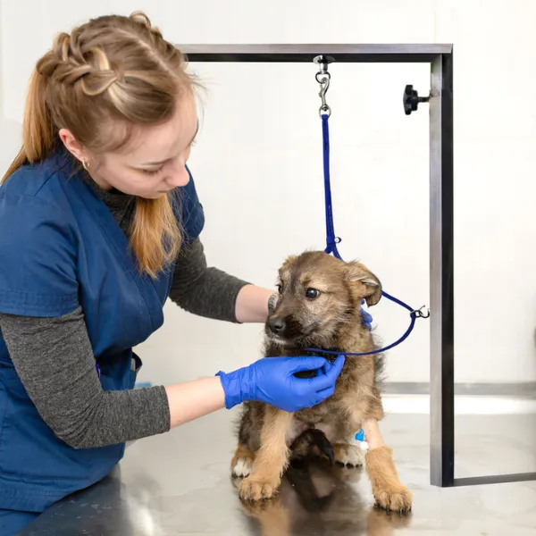 Jelly Pet Grooming Loop with Ring 3/8" x 24" [9 colours] ...