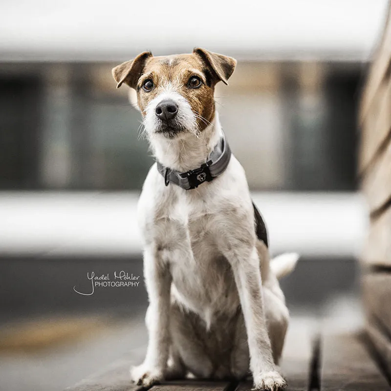 Kentucky Reflective Dog Collar