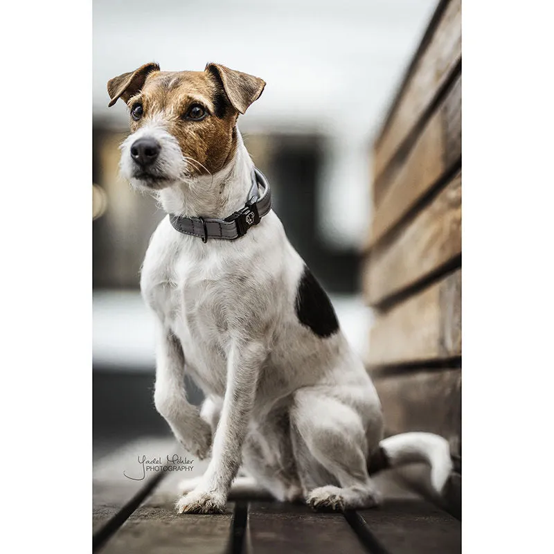 Kentucky Reflective Dog Collar
