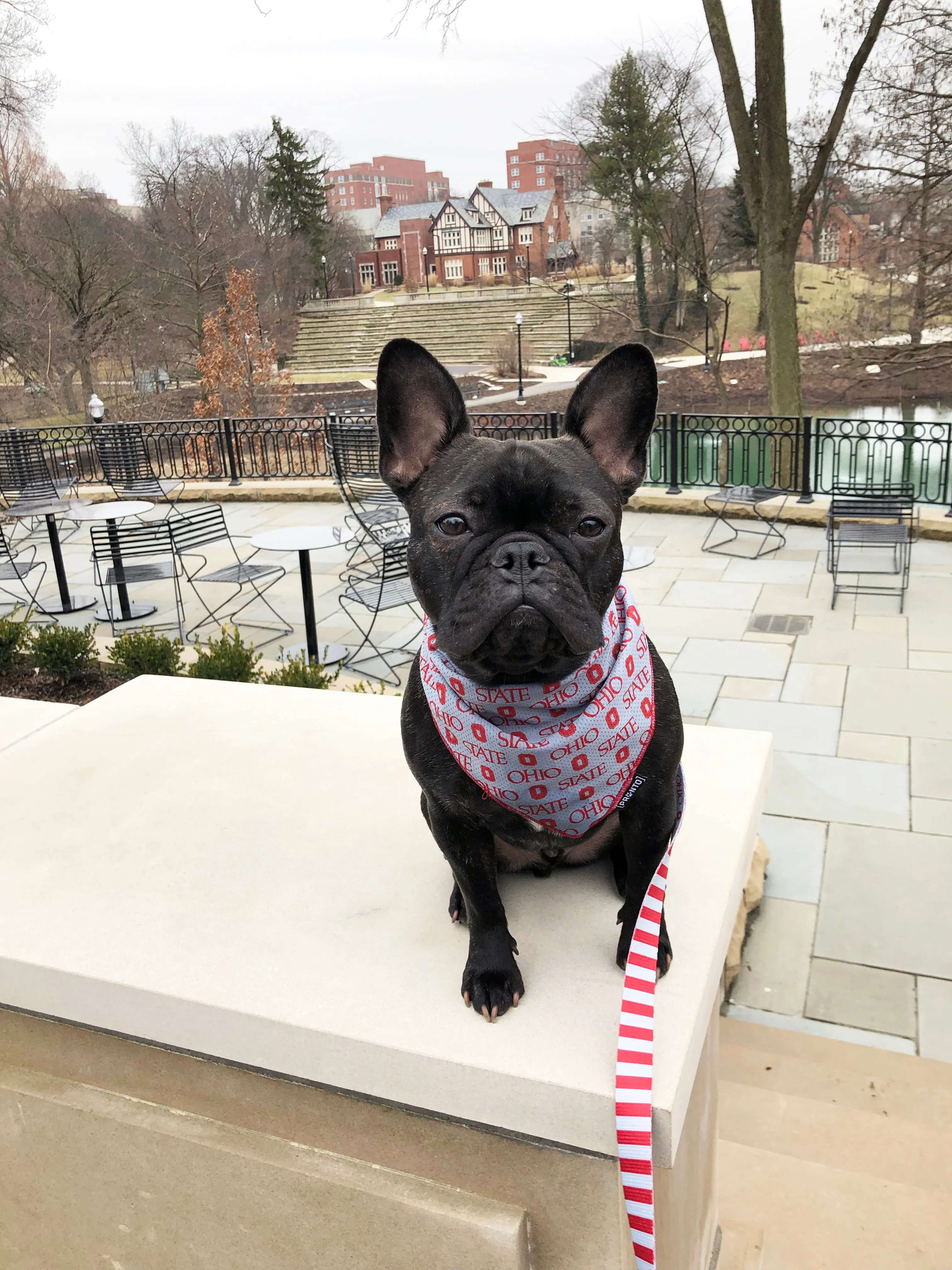 NCAA OHIO STATE | OSU Scarlet & Gray Cooling Bandana