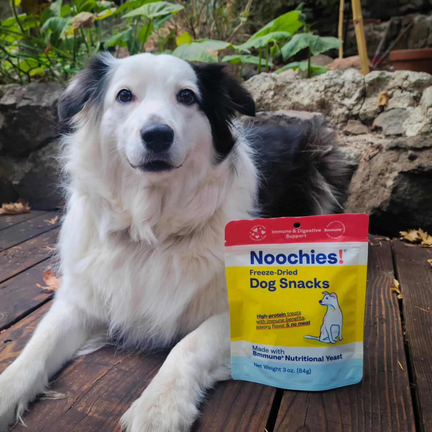 Noochies! High-Protein Freeze-Dried Dog Snacks with Bmmune - Grain-Free, Healthy, Hypoallergenic Dog Treats - Natural Snacks for Dogs