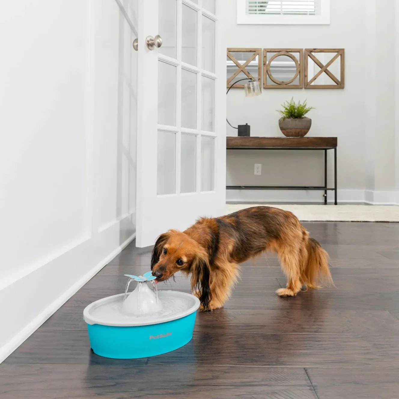 PetSafe Water Fountain Drinkwell Butterfly for Dogs & Cats