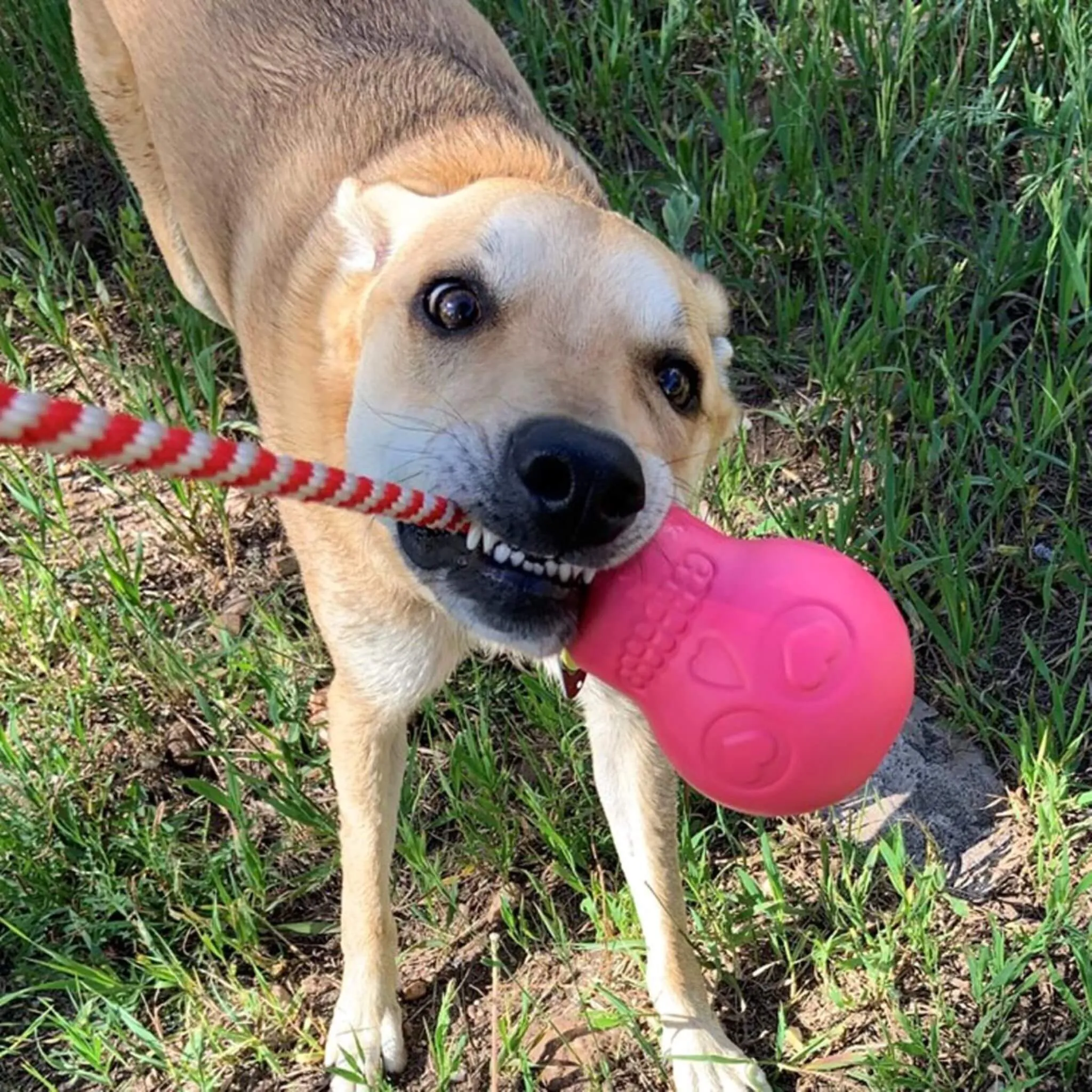 USA-K9 Magnum Natural Rubber Skull Dog Chew Toy